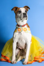 a dog wearing a garment