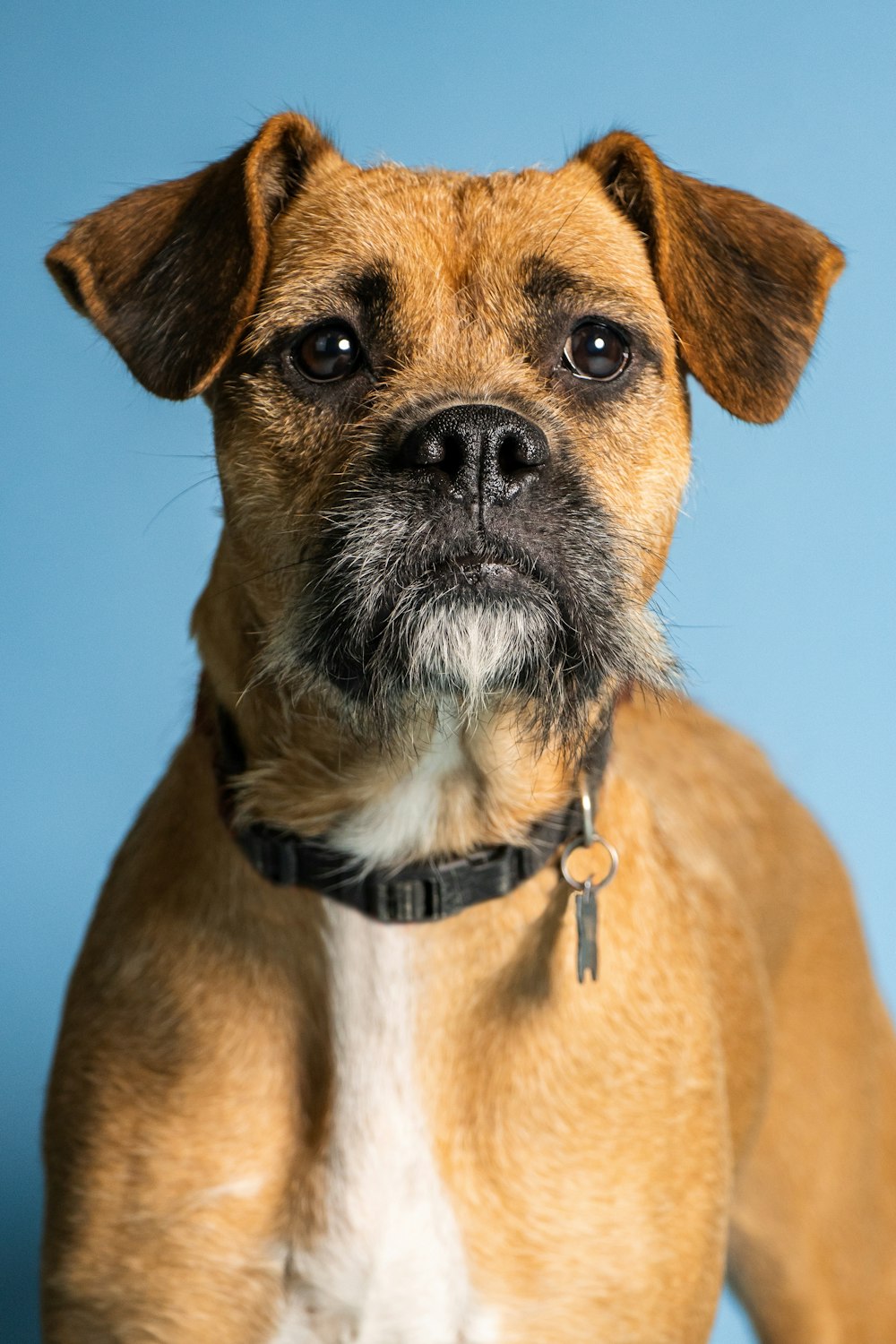 a brown and white dog