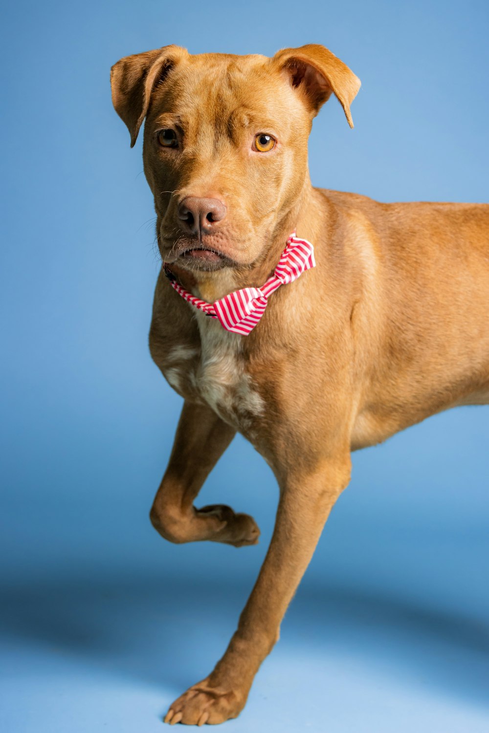 a dog running with a red collar