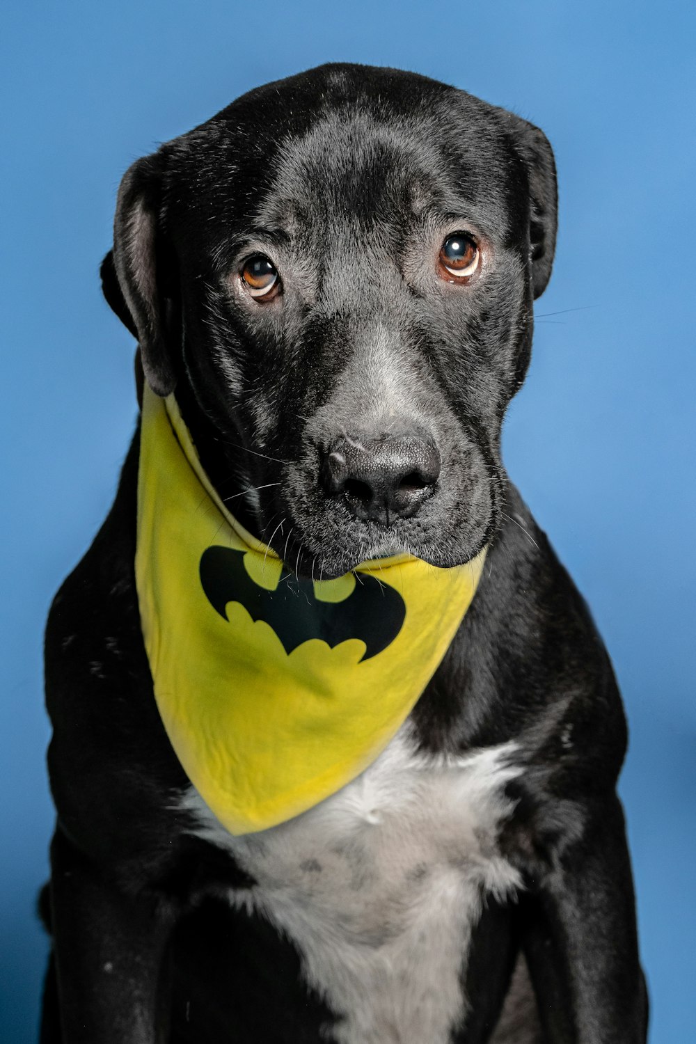 a dog with a banana on its head