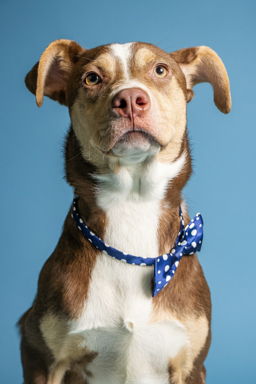 Un perro con un collar azul