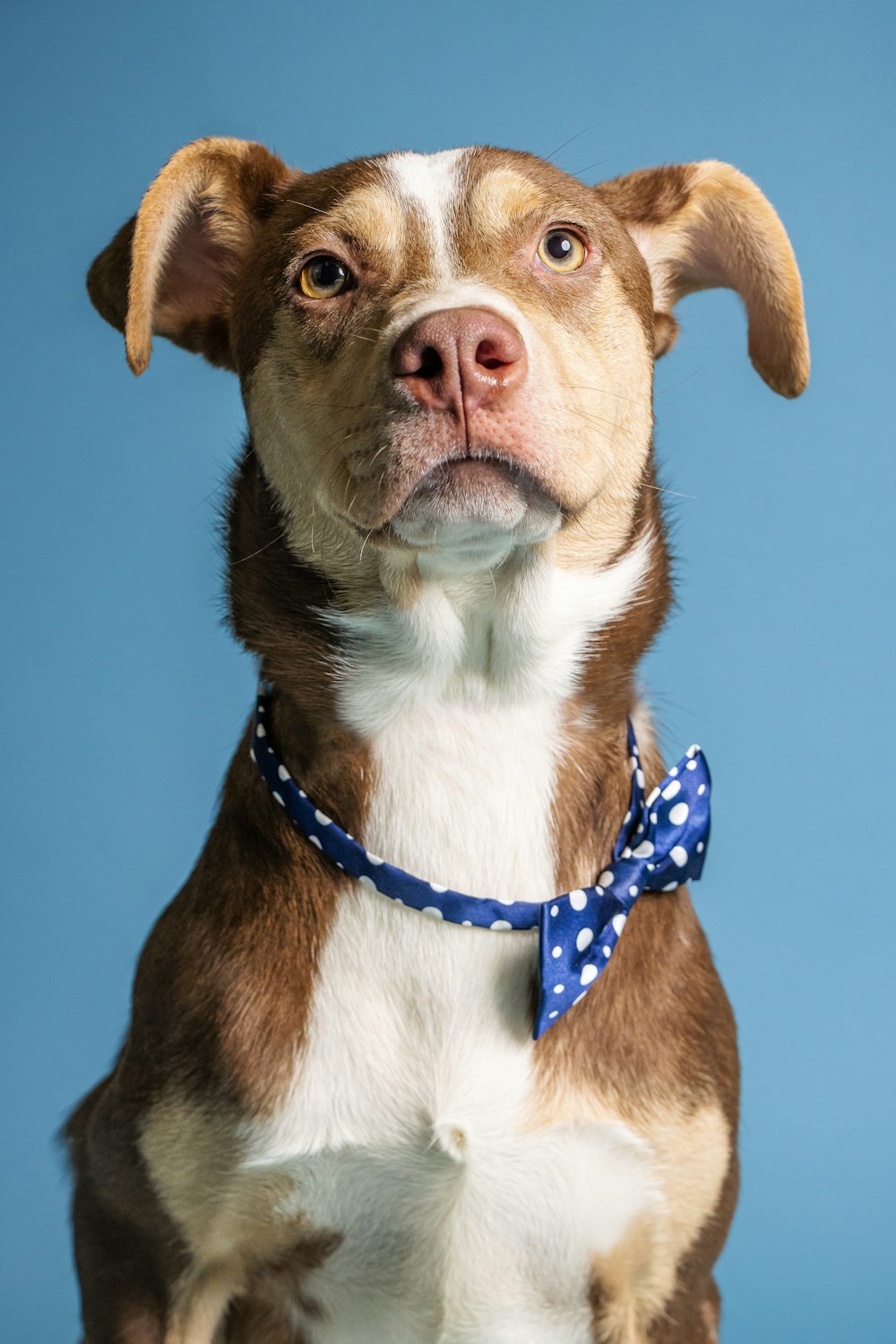 un chien avec un collier bleu