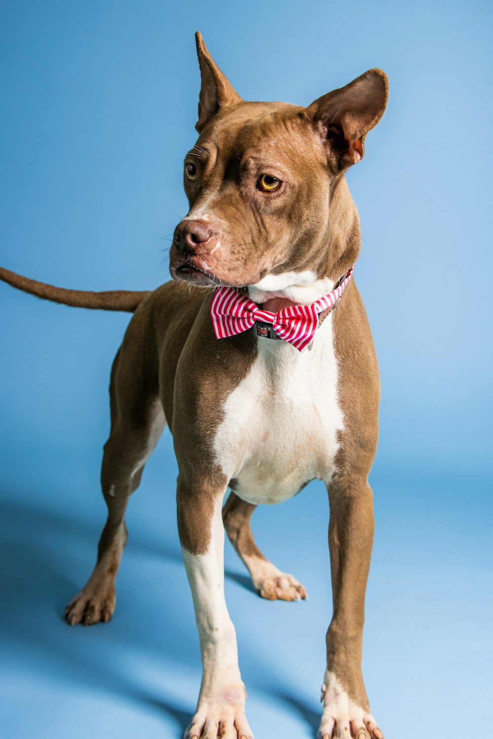 a dog with a red collar