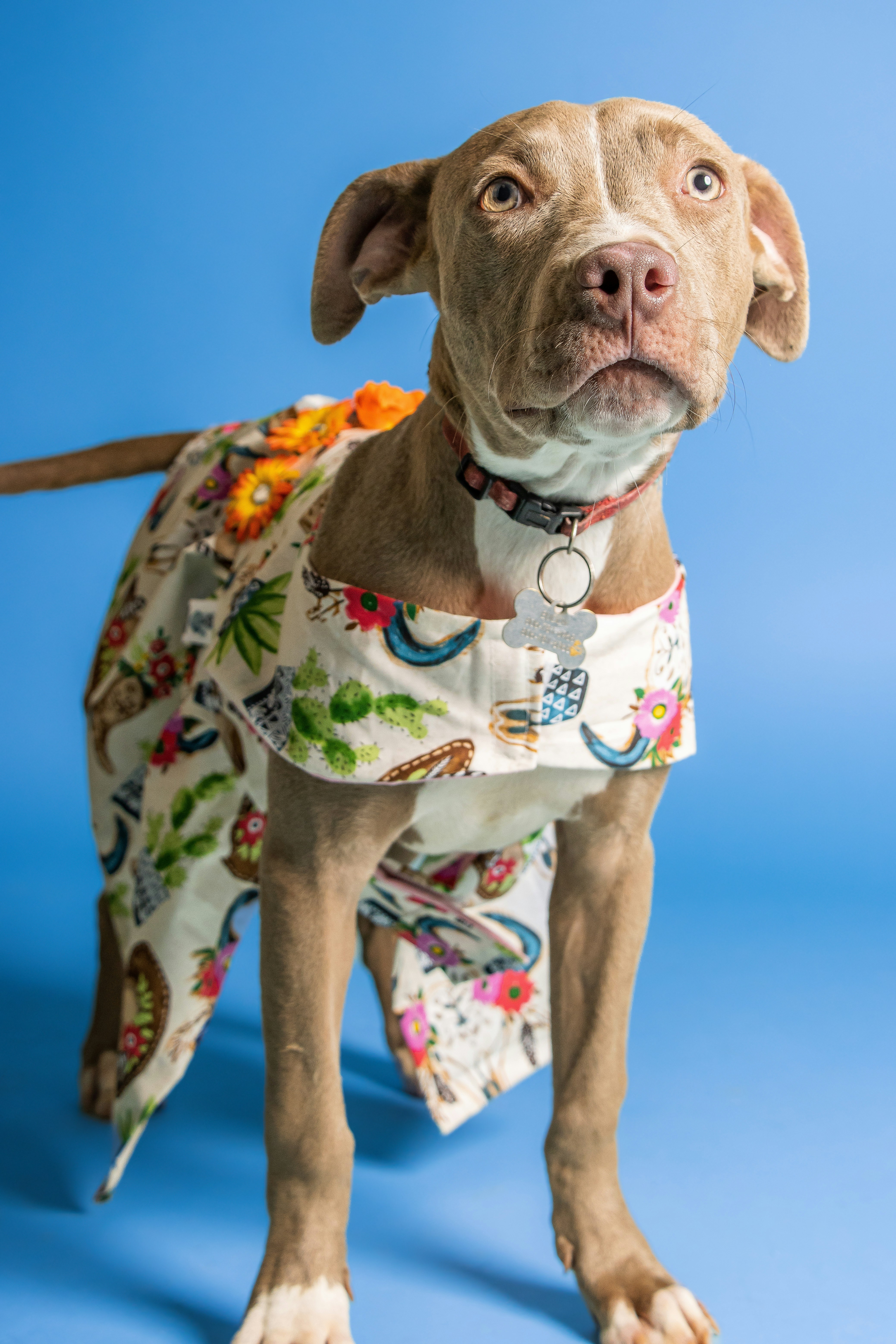 a dog wearing a shirt