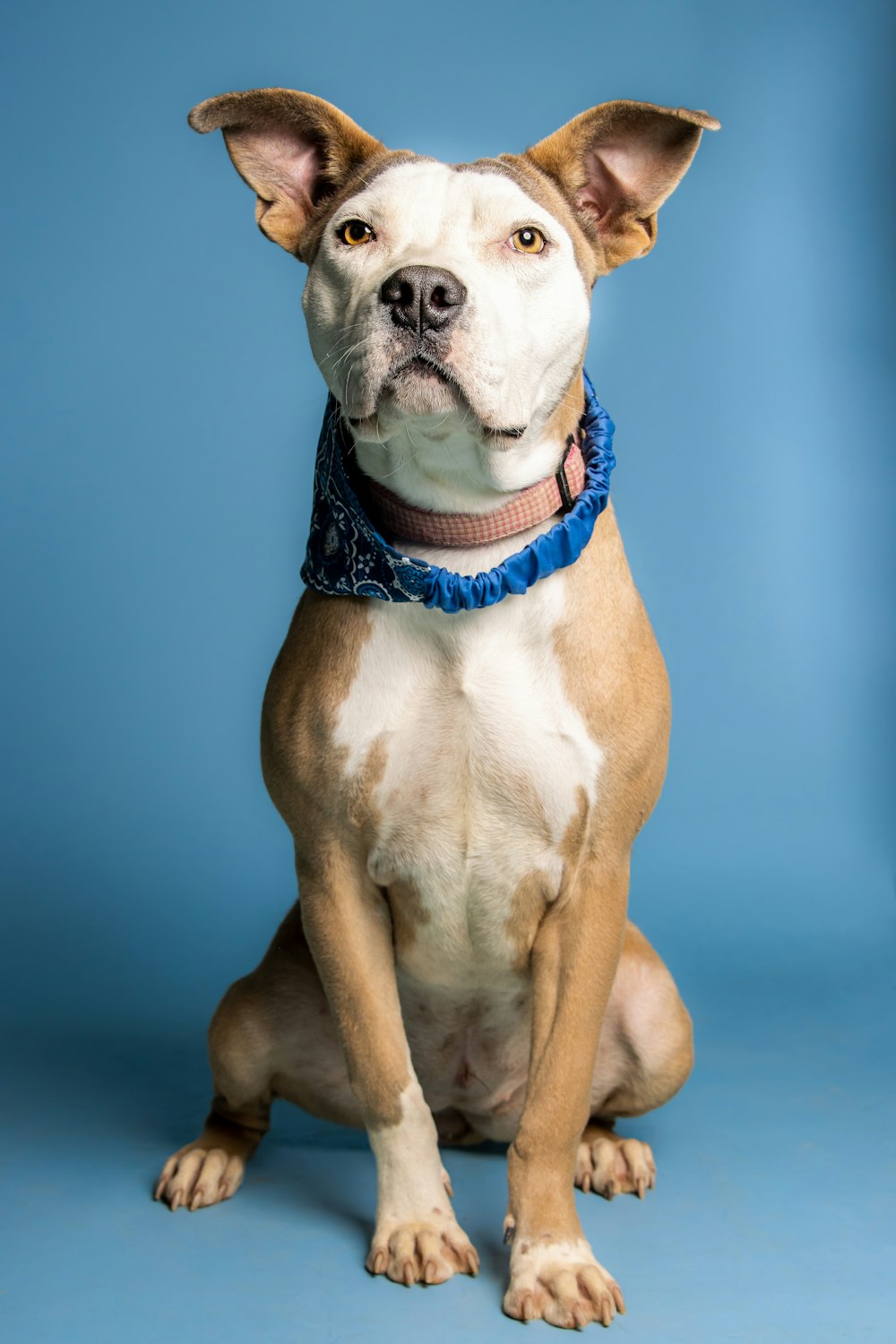 a dog sitting looking at the camera