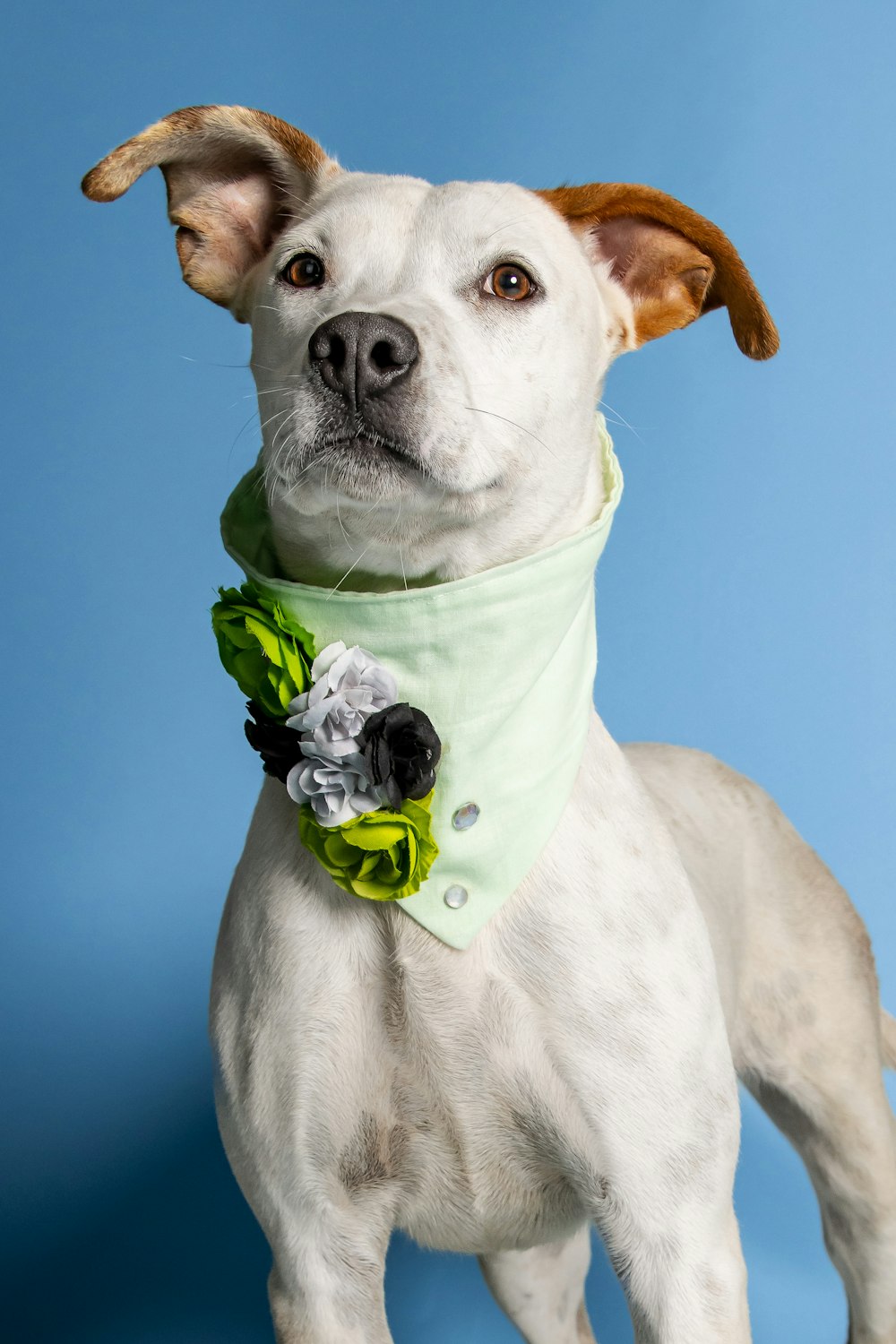 a dog wearing a bow tie