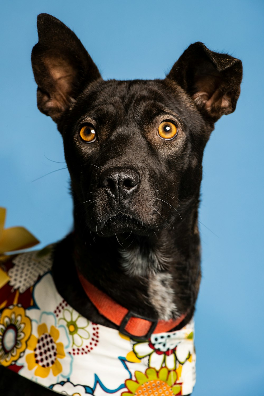 a dog wearing a sweater