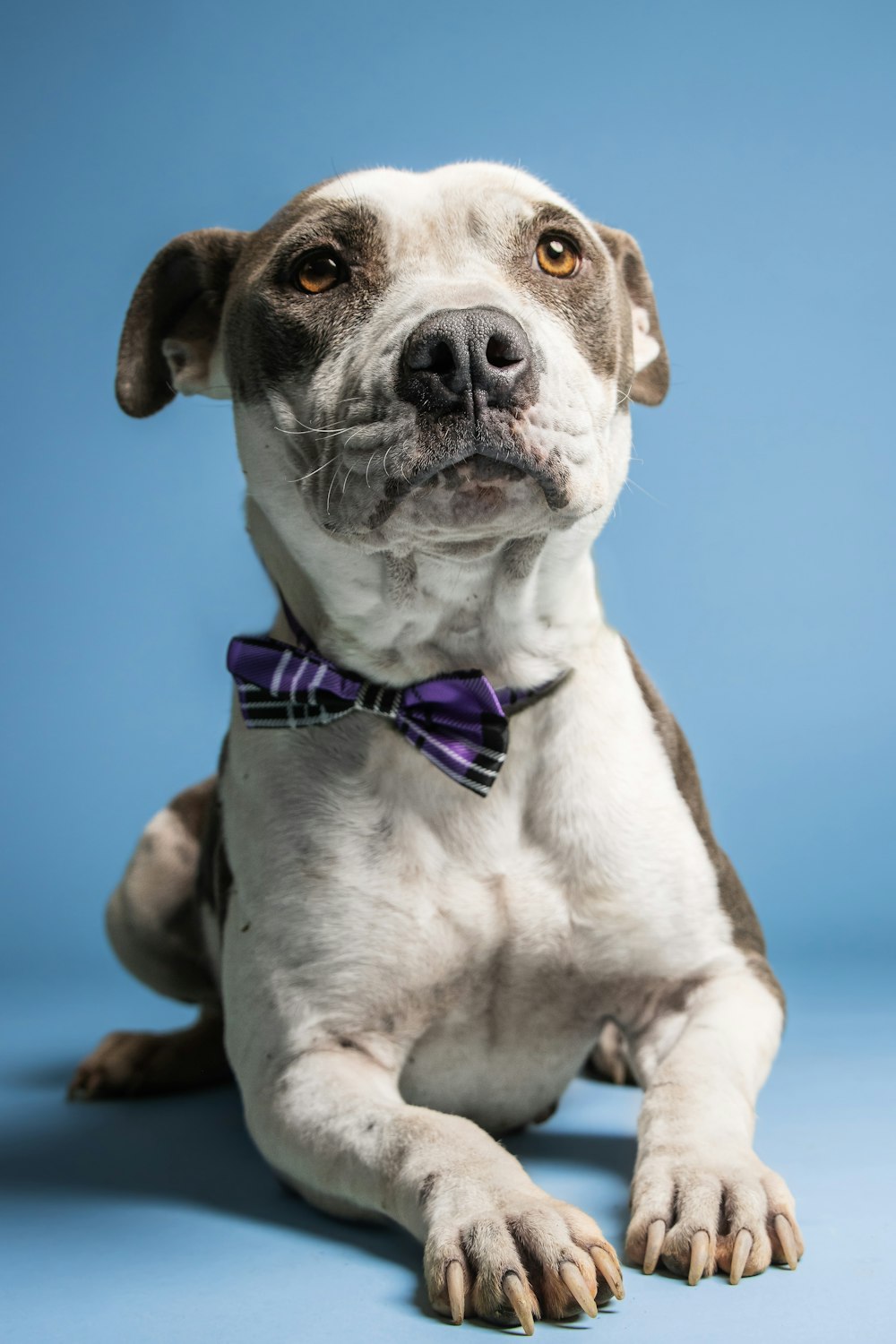 a dog sitting on a blue background