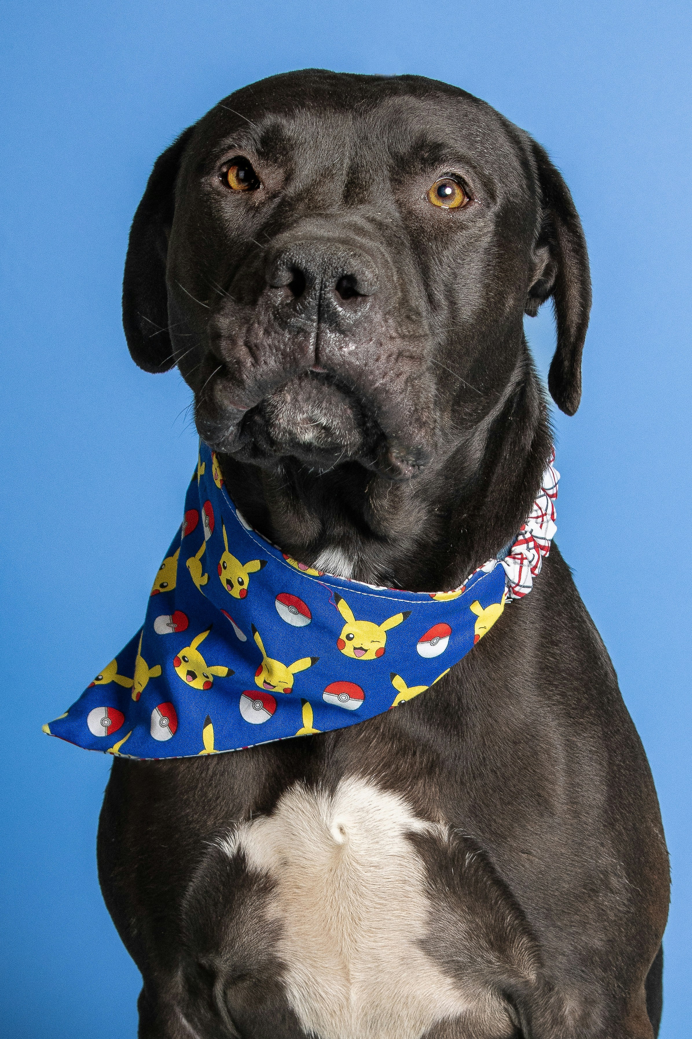 a black and white dog