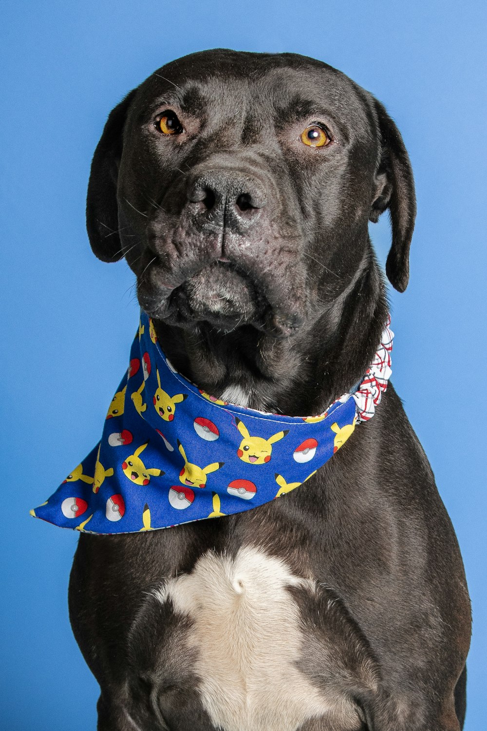 a black and white dog