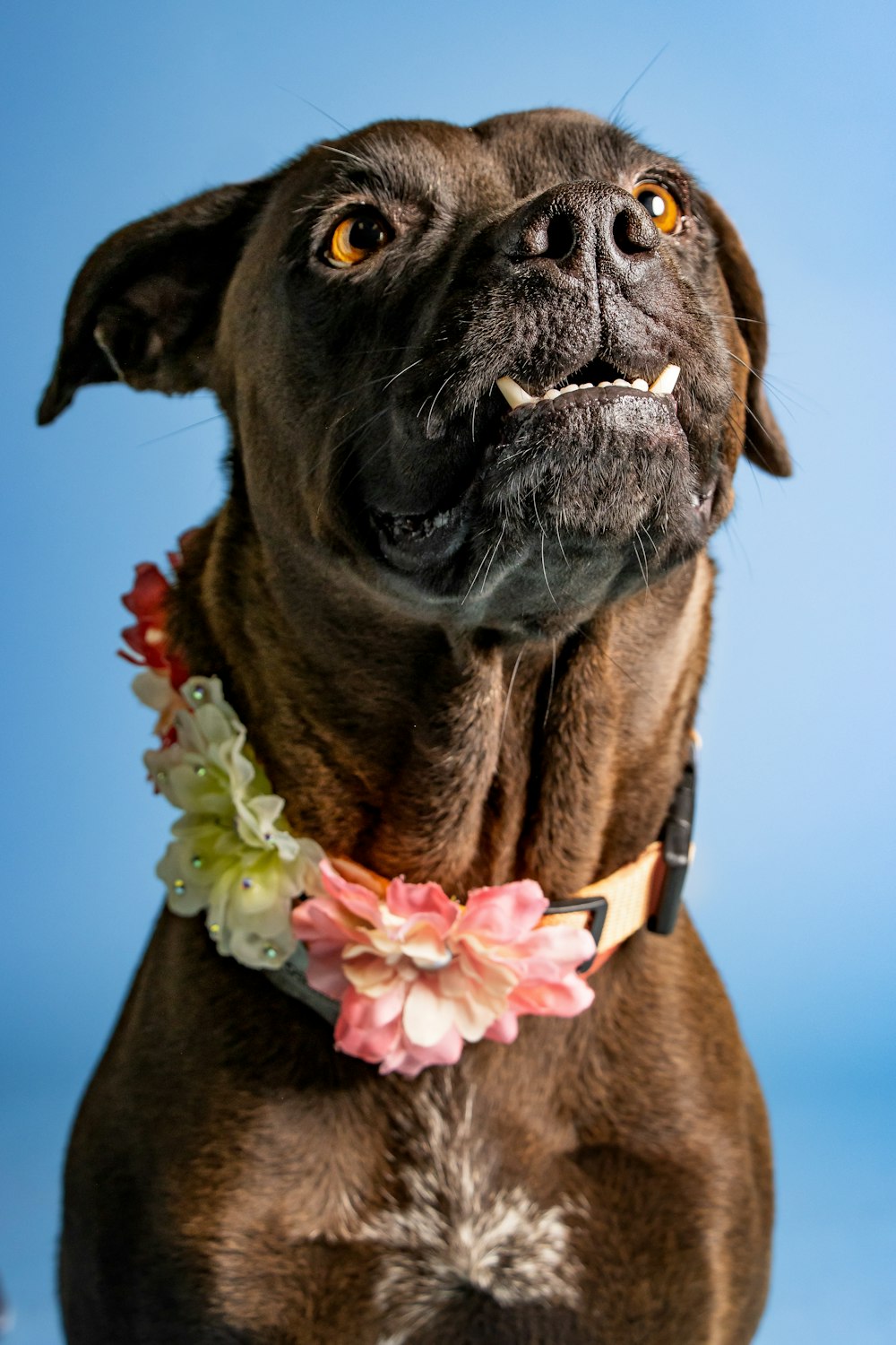 a dog with a flower in its mouth