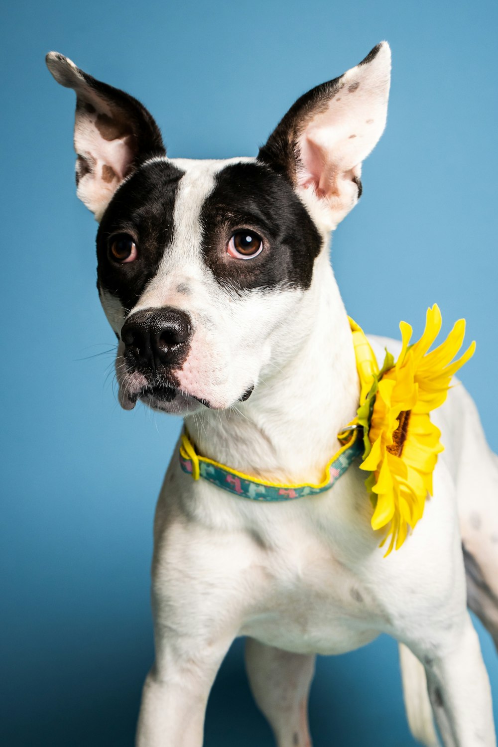 un chien avec une fleur dans la gueule