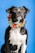 A black and white dog adorned with a colorful floral necklace sits against a bright blue background. The dog has attentive eyes and an alert posture, giving a sense of curiosity and liveliness.