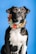 A black and white dog adorned with a colorful floral necklace sits against a bright blue background. The dog has attentive eyes and an alert posture, giving a sense of curiosity and liveliness.