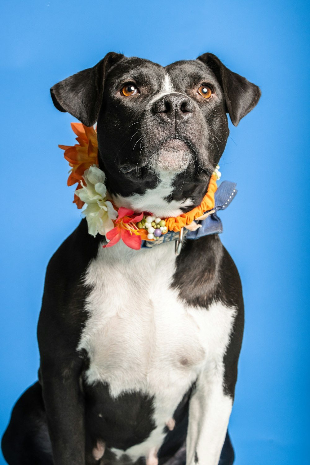 a dog with a ribbon around its neck