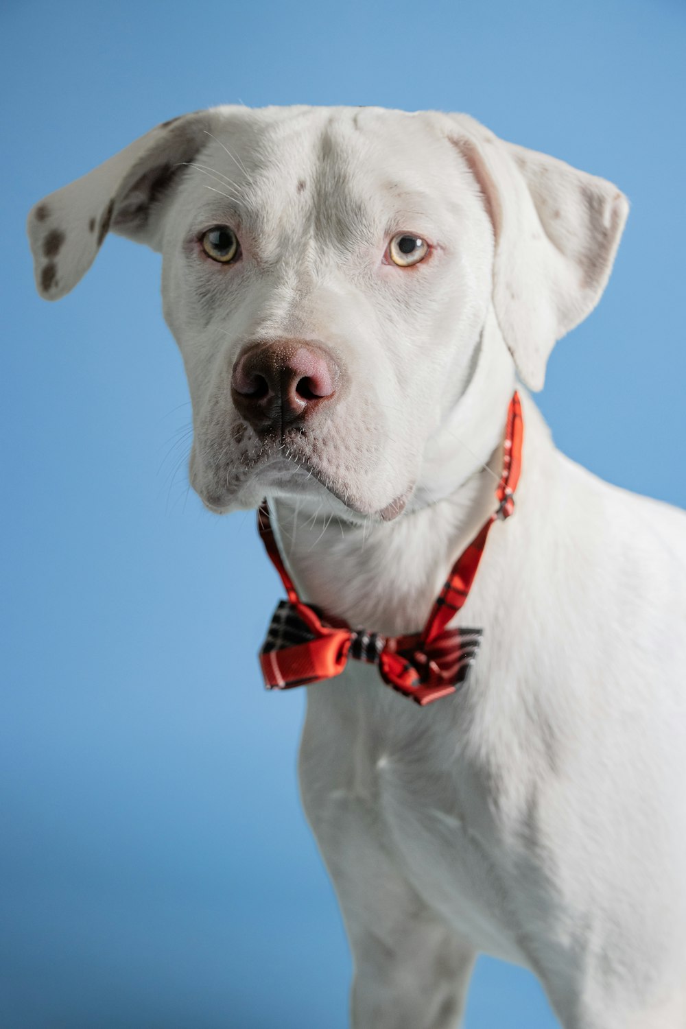 a white dog with a red collar