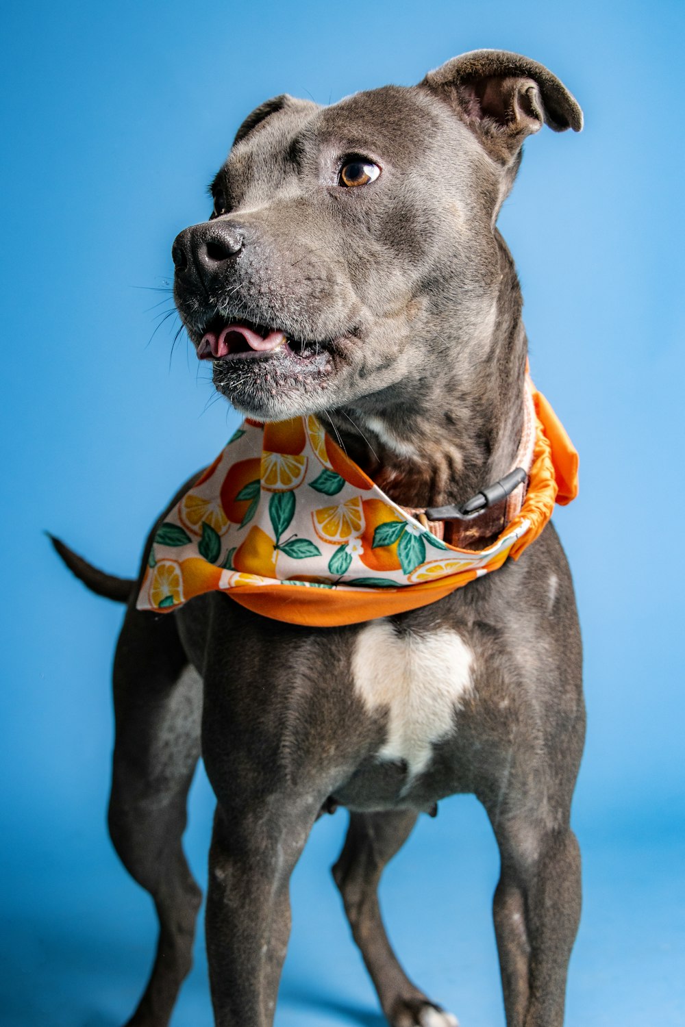 a dog wearing a garment