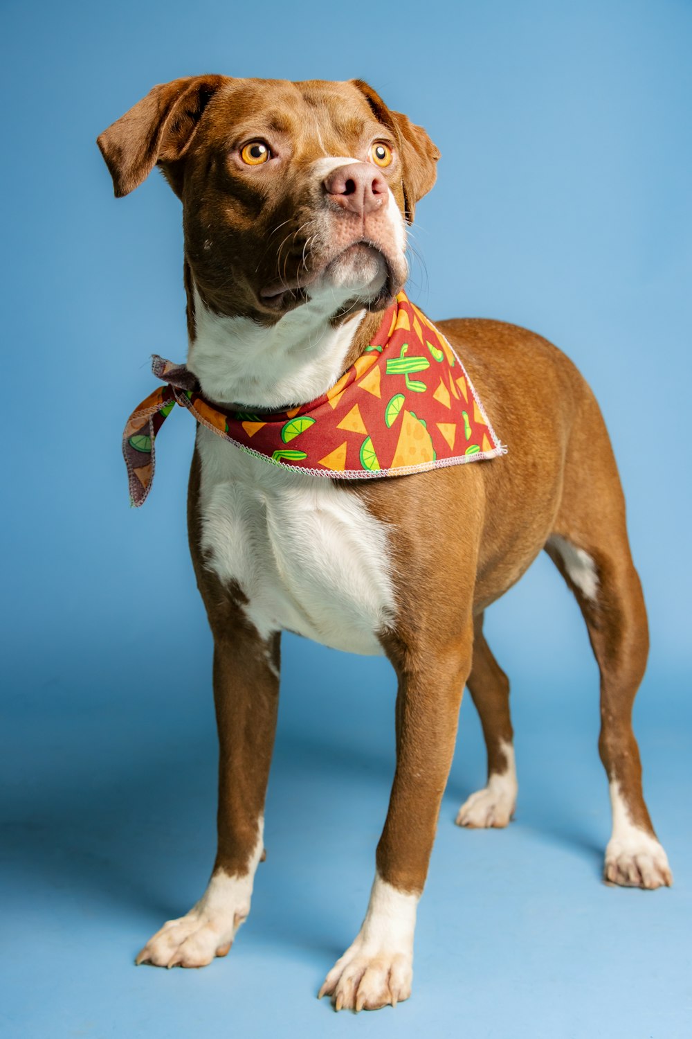 a dog wearing a scarf