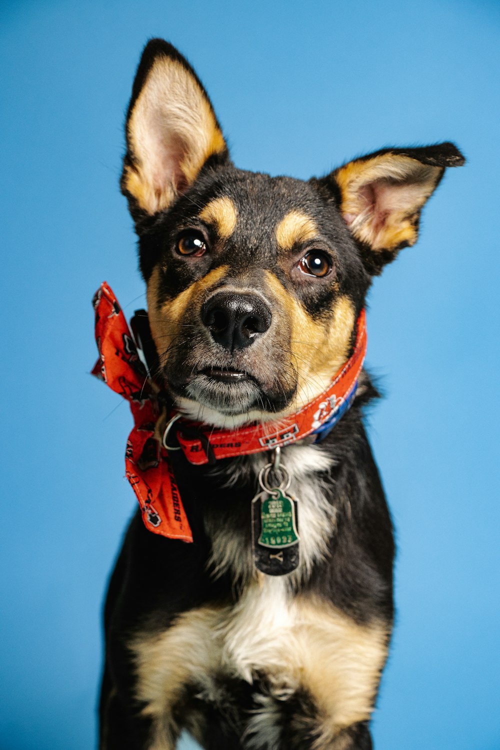 a dog with a red collar