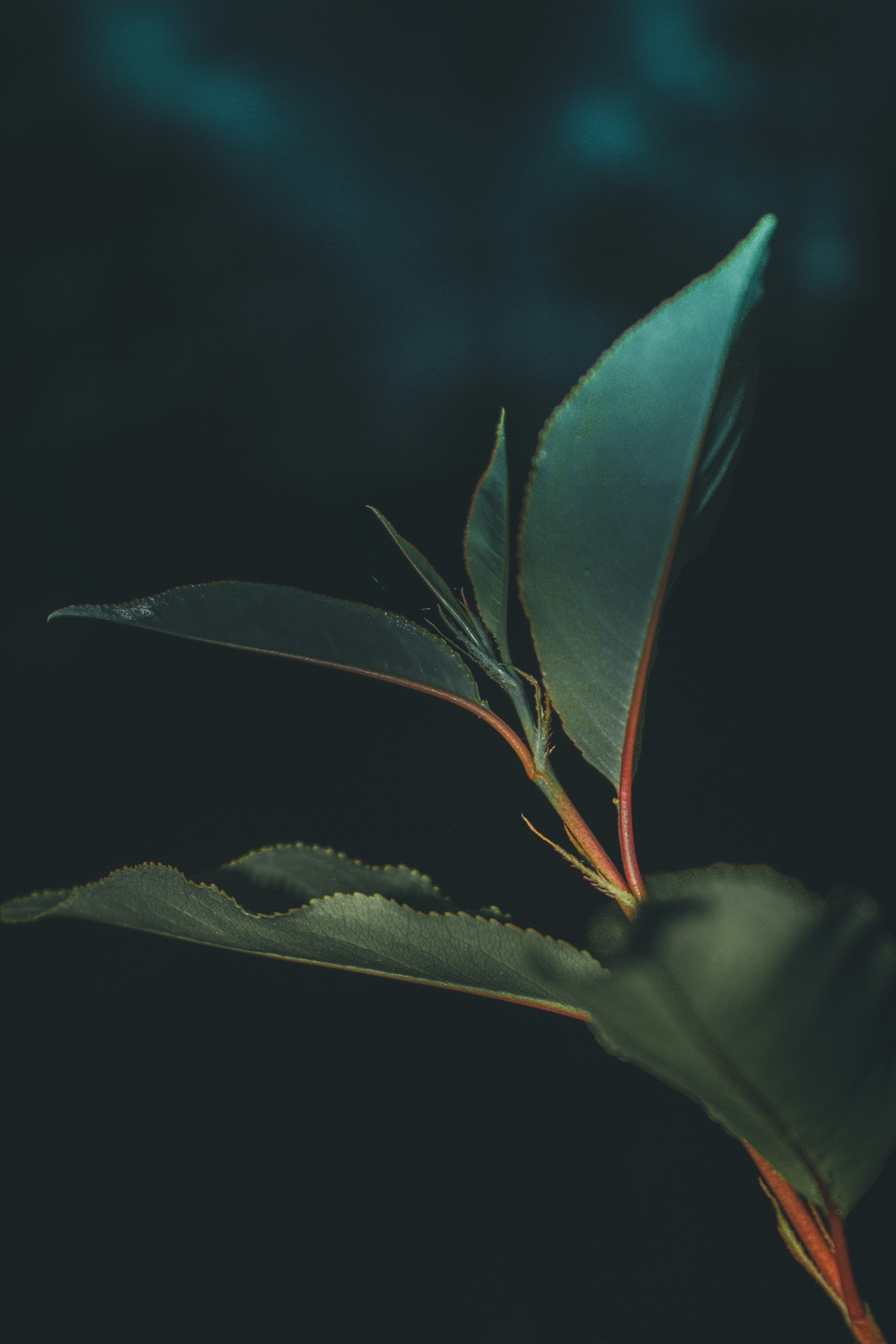 Photo by benjirokaneki