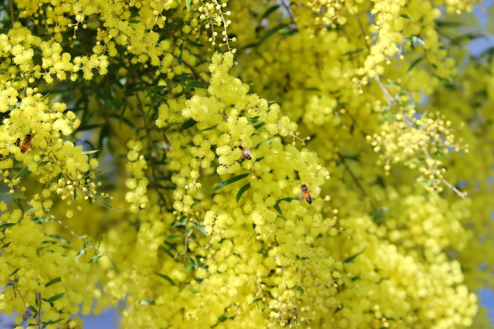 a close up of a tree