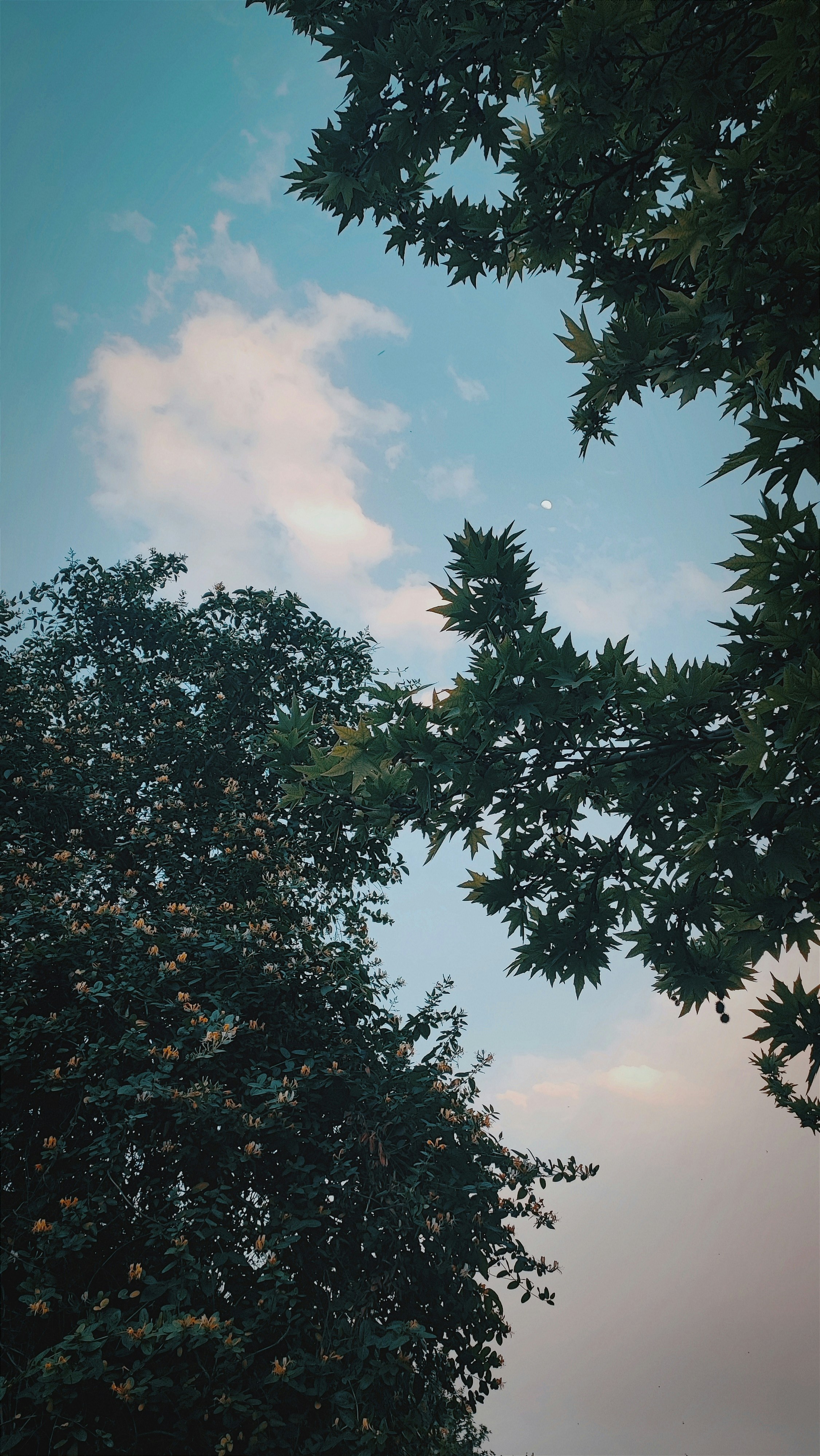 Photo by _alipilevar