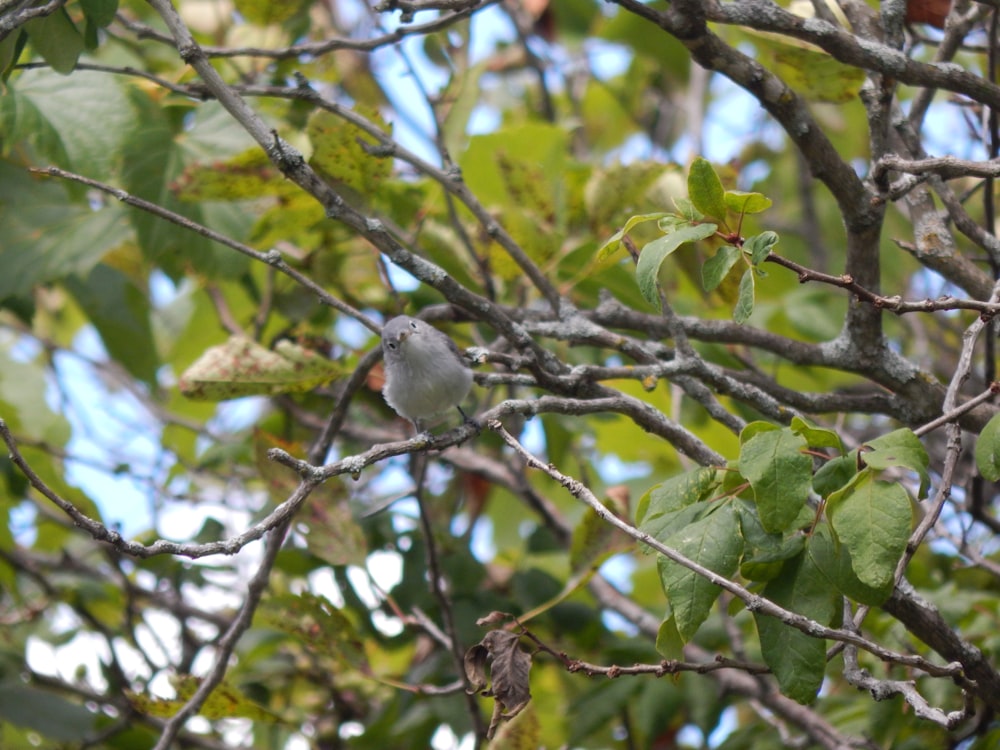 Un pájaro sentado en la rama de un árbol