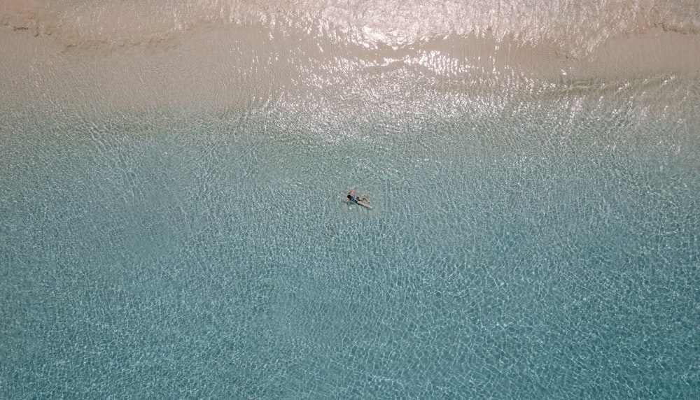 a bird swimming in the water