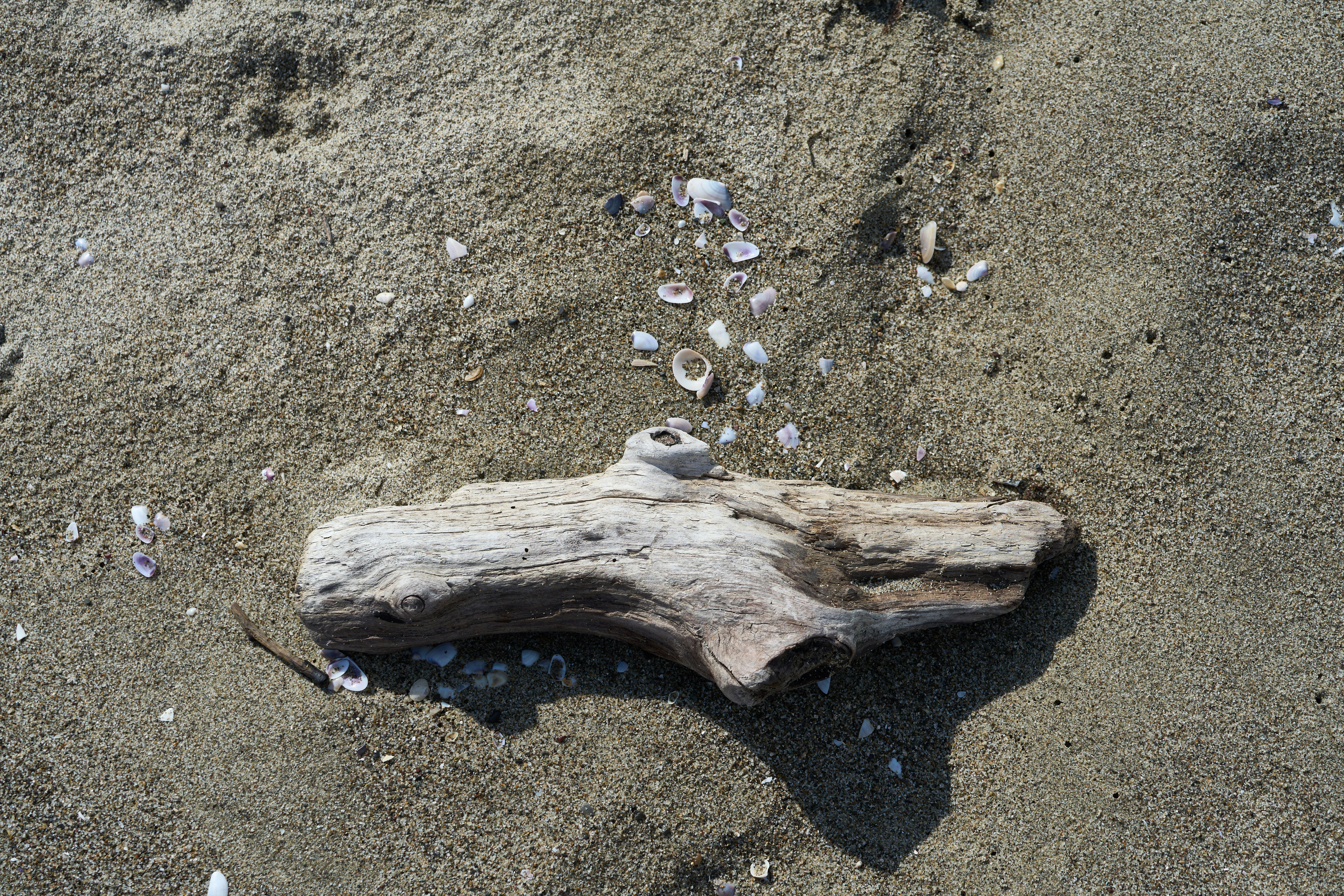 Photo by wolfgang_hasselmann