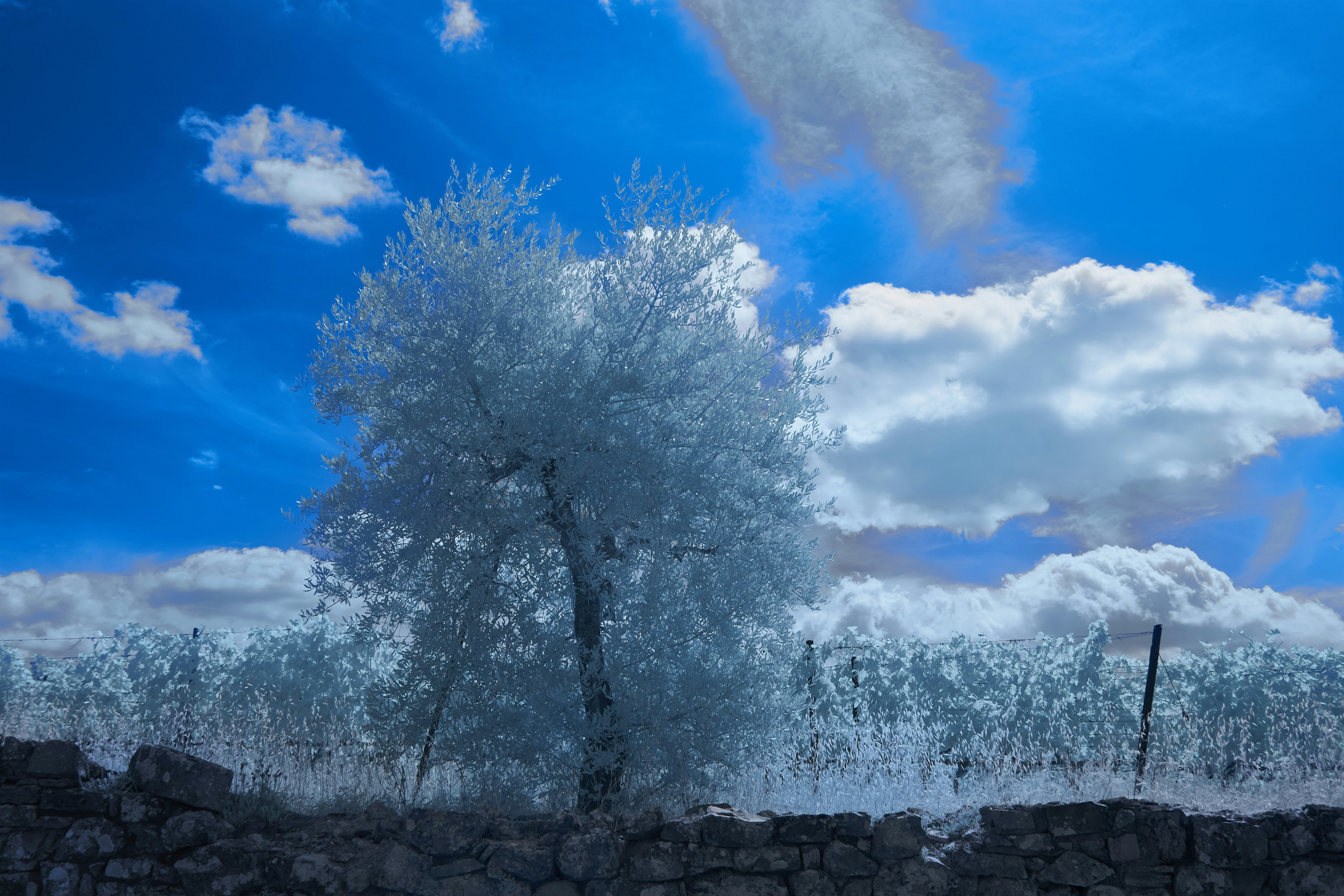 Photo by wolfgang_hasselmann