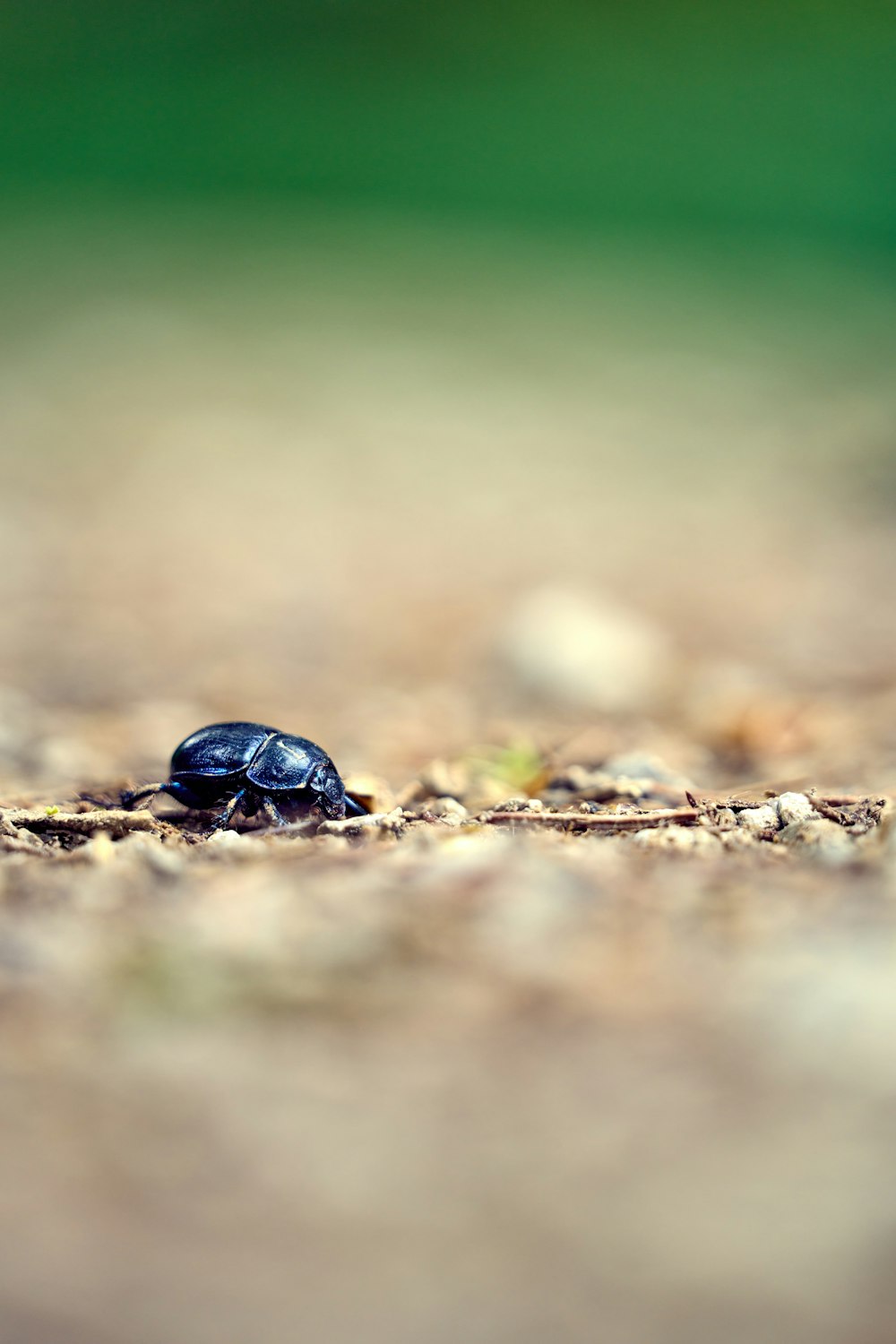 a small blue and black beetle