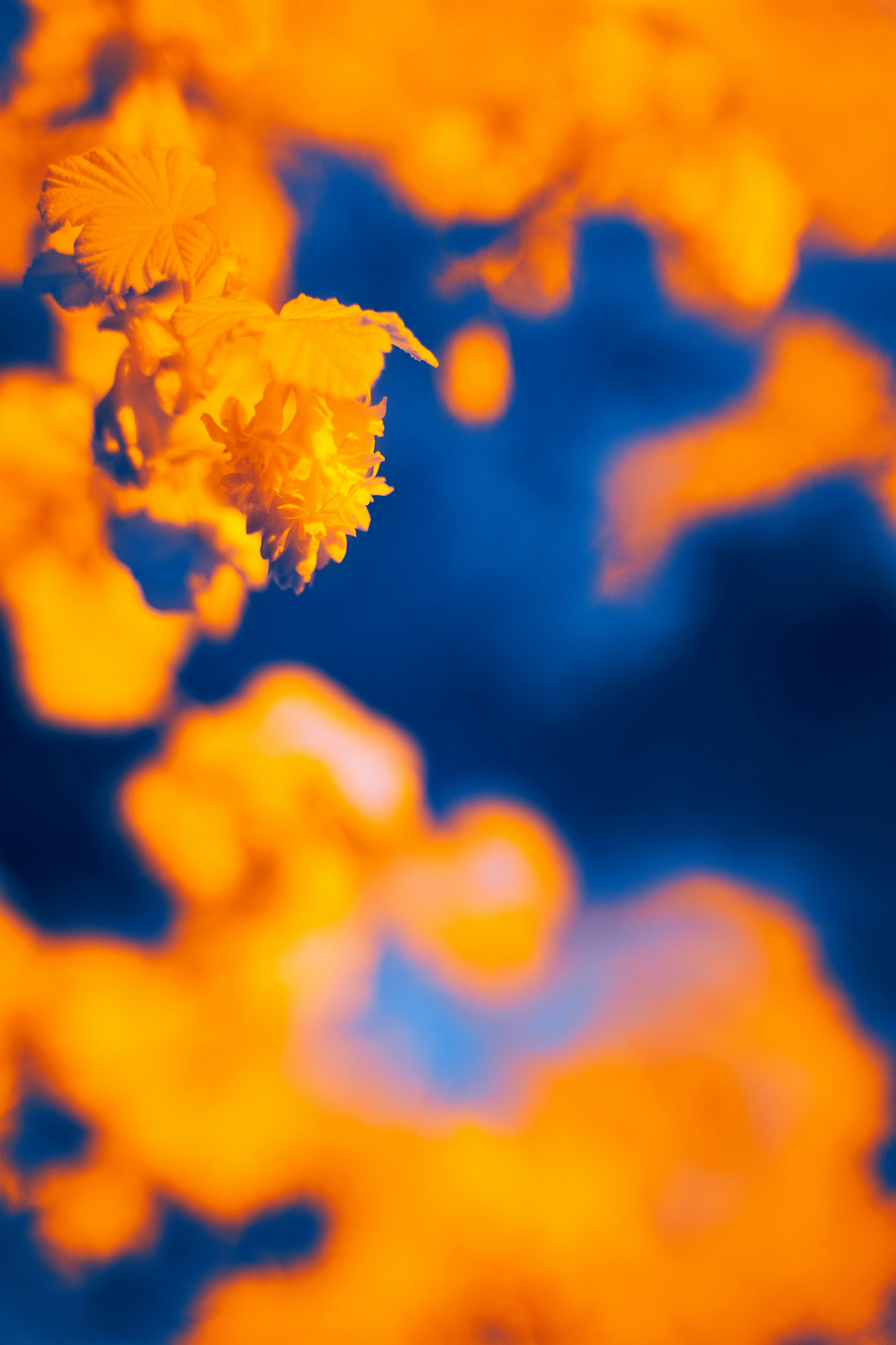 Photo by wolfgang_hasselmann