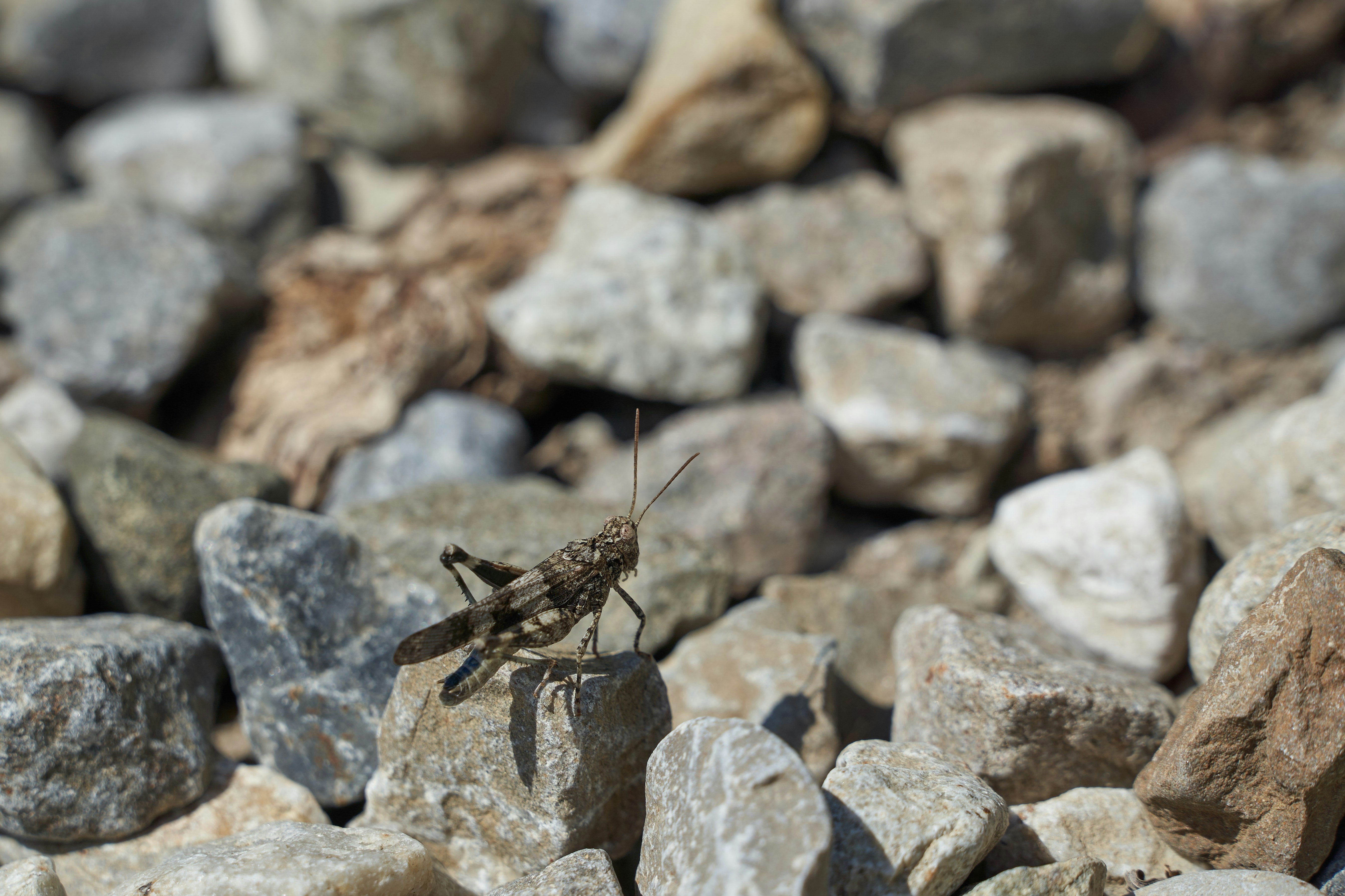 Photo by wolfgang_hasselmann