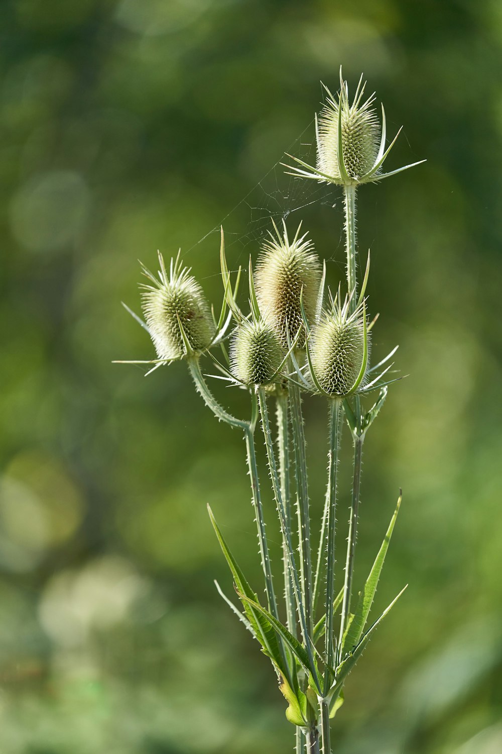 a close up of a plant