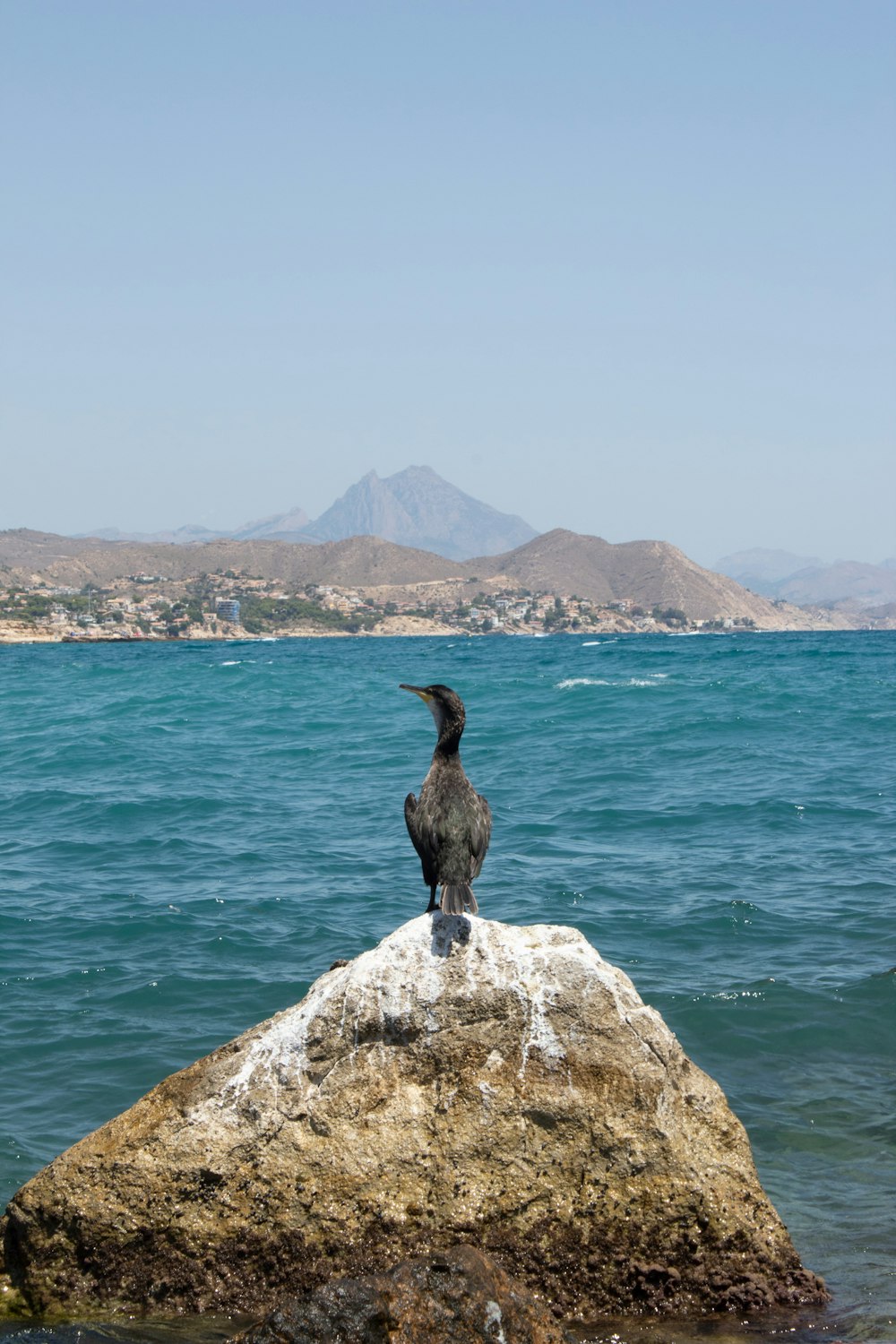 a bird on a rock by the water