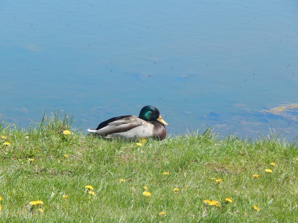 a duck on grass by water