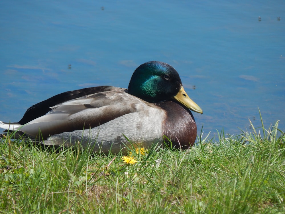 a duck sitting in grass by water
