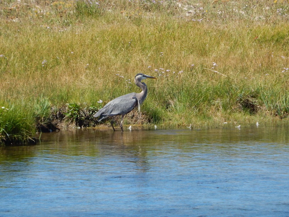 a bird standing in the water