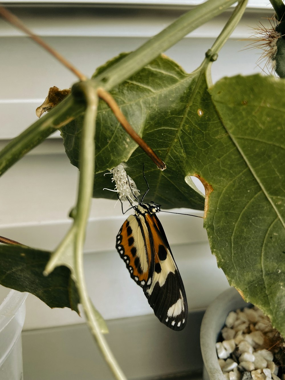 una mariposa en una hoja