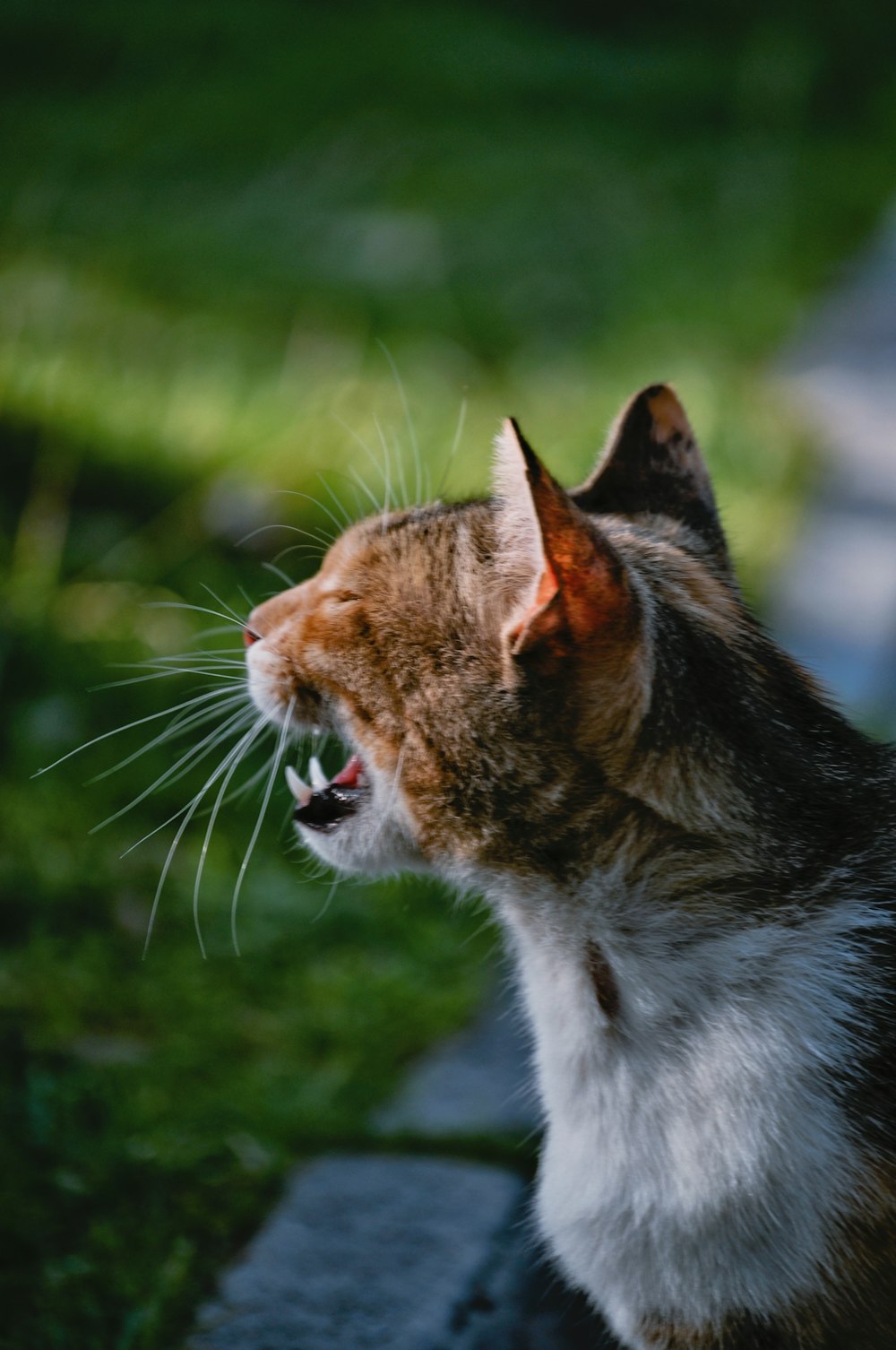 Angry Cat Pictures  Download Free Images on Unsplash