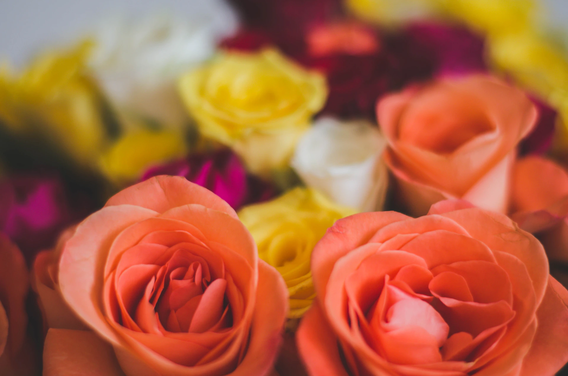 a group of colorful flowers