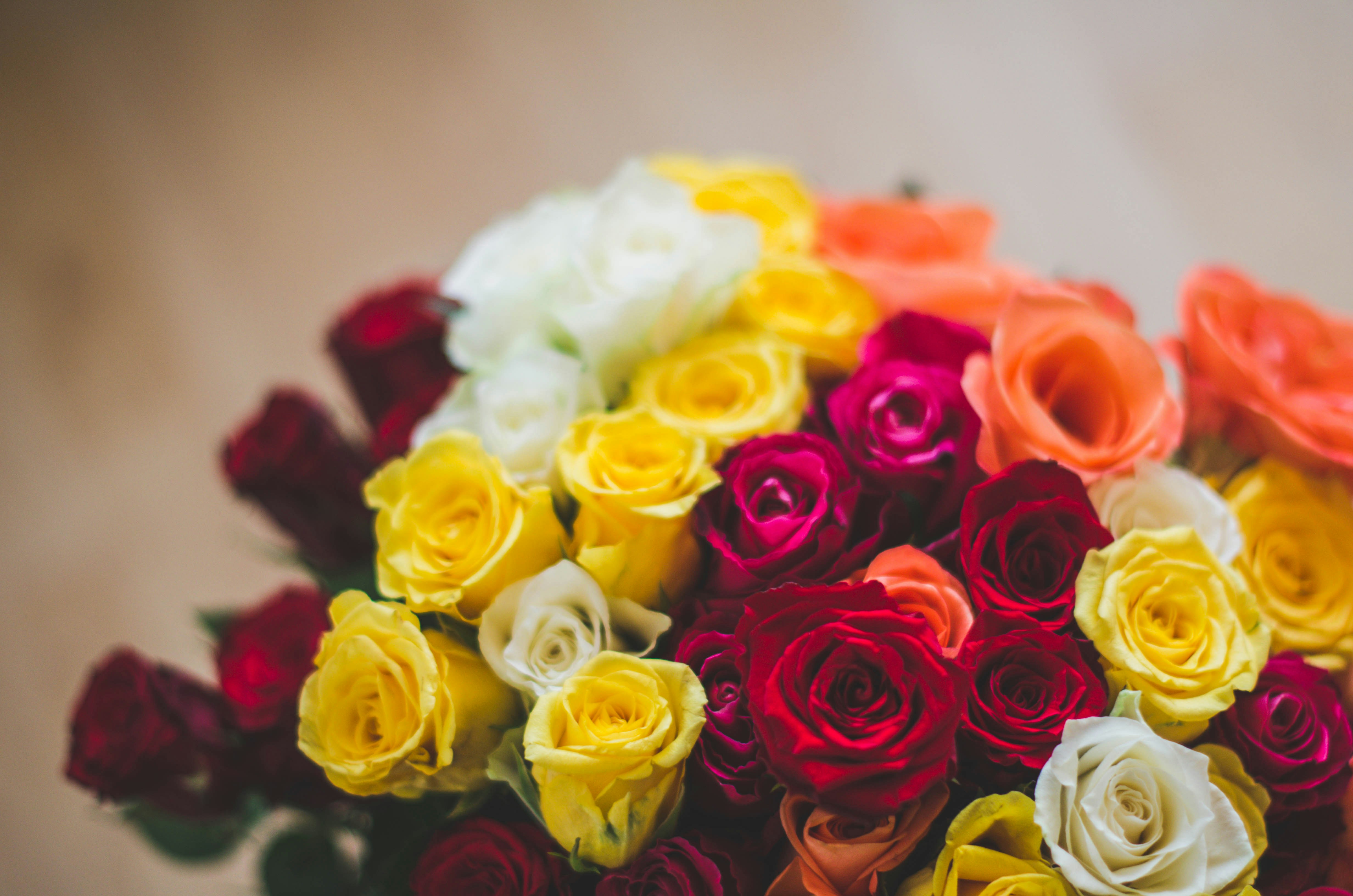 Wholesale Roses That Last a Year