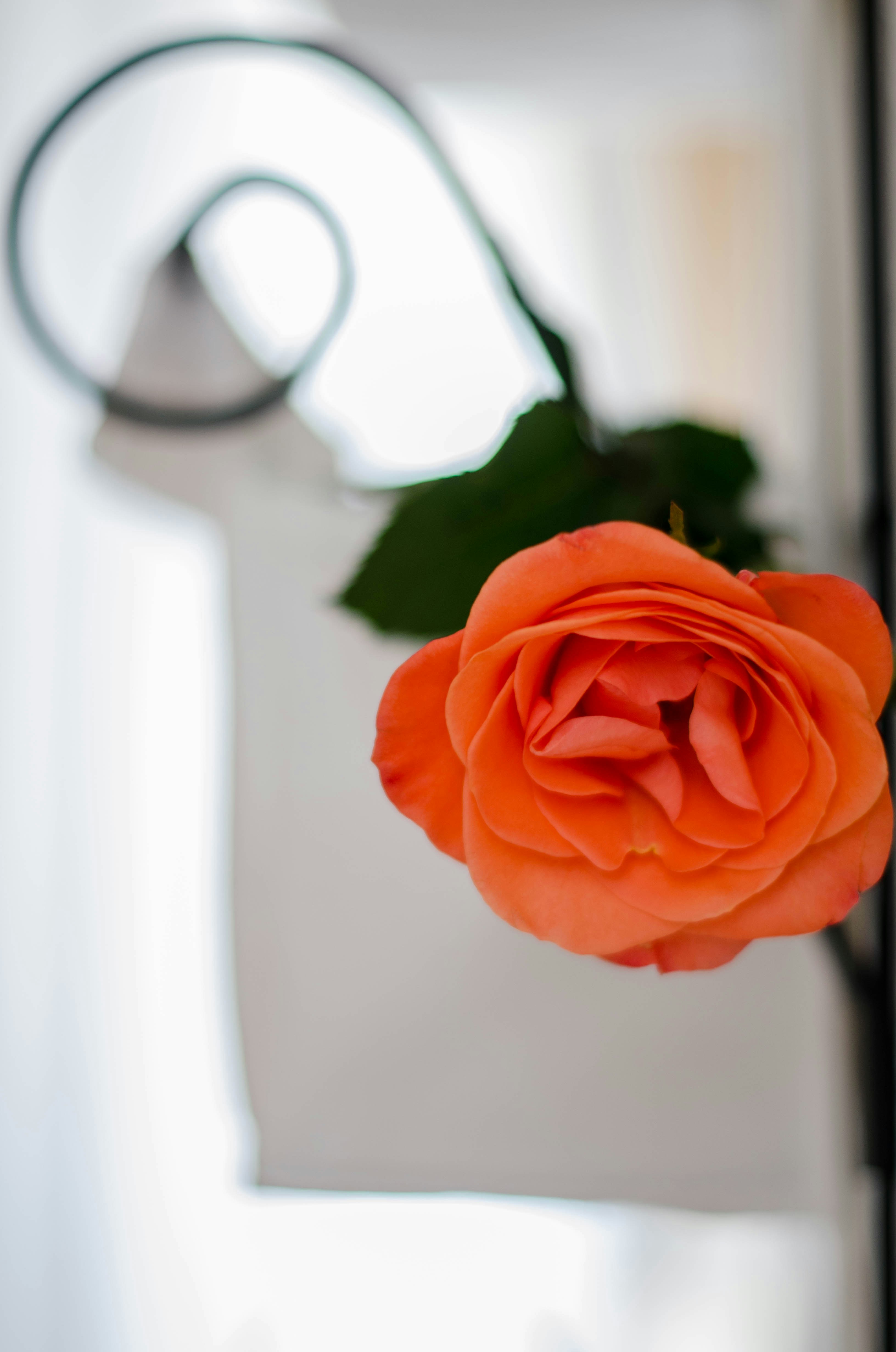 a flower next to scissors