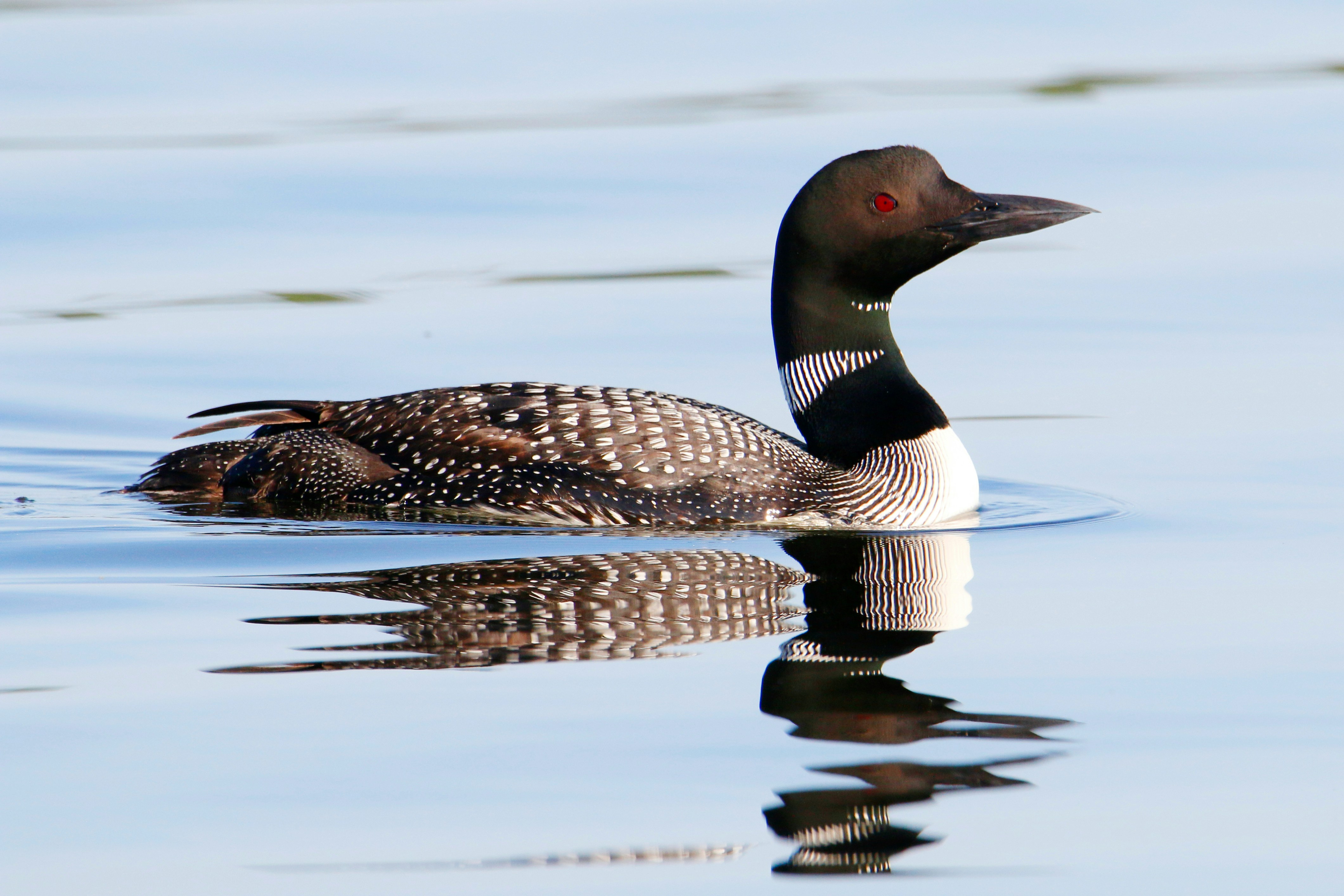 The Common Loon: Voice of the Wilderness (image credits: unsplash)