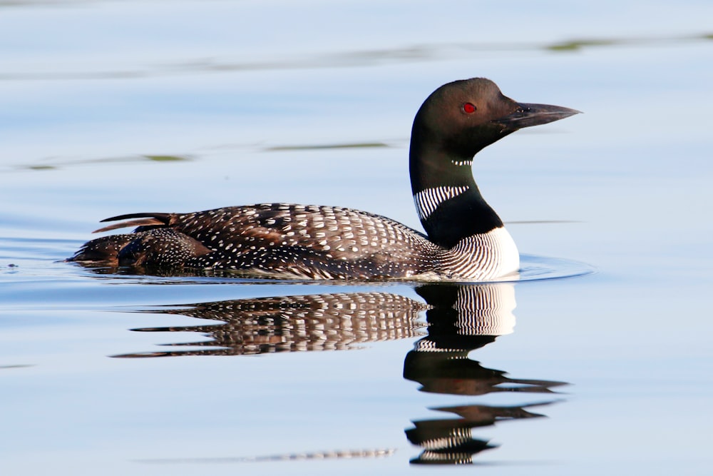 a couple ducks swimming in water