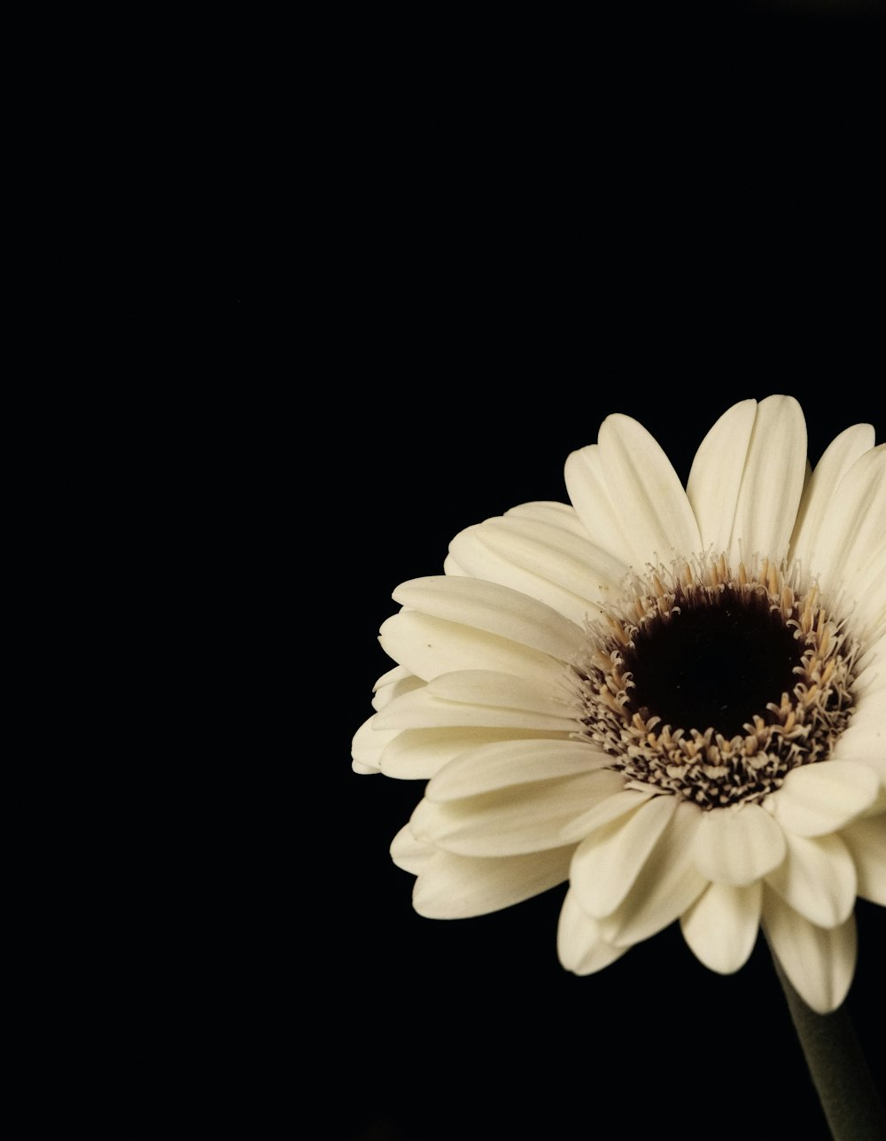 a close up of a flower