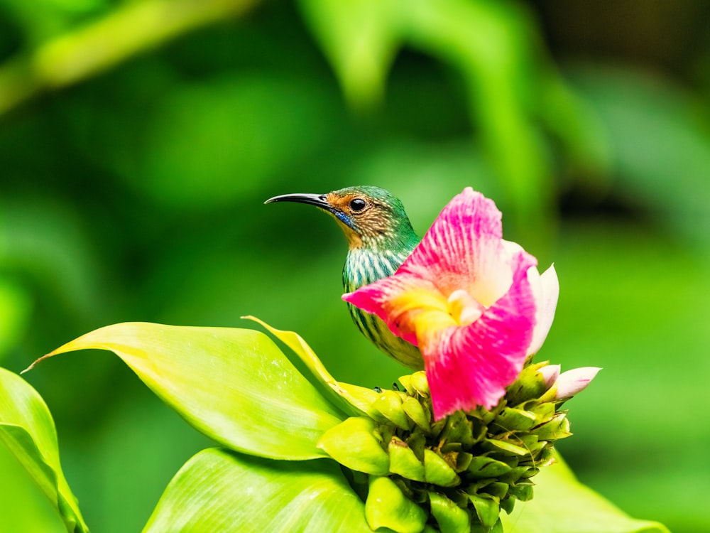 a hummingbird perched on a flower