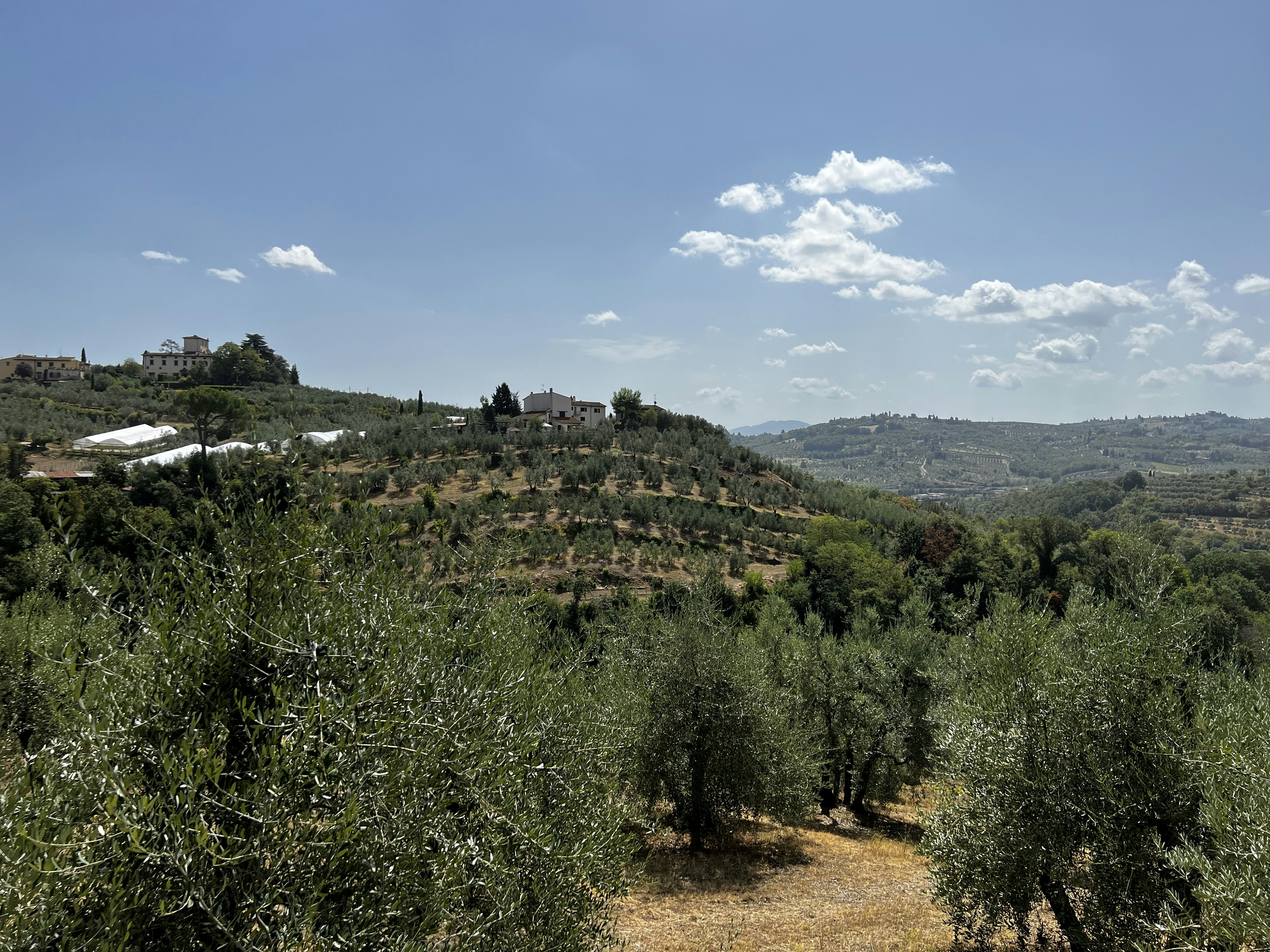 a landscape with trees and bushes