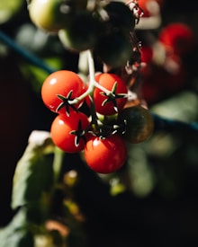 a group of tomatoes growing on a vine