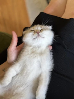 A playful kitten rescued and cared for, resting peacefully on a volunteer’s lap.
